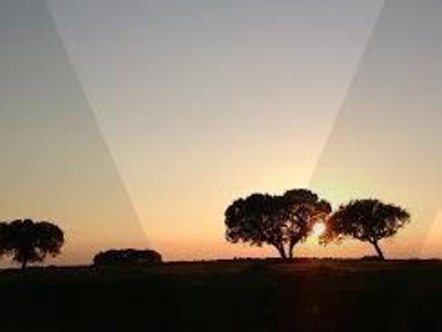 Propriedade Alentejana com 2,37 Hectares – Vale de Junco, Alter do Chão