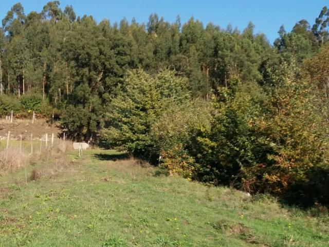 Propriedade c/ várias bouças