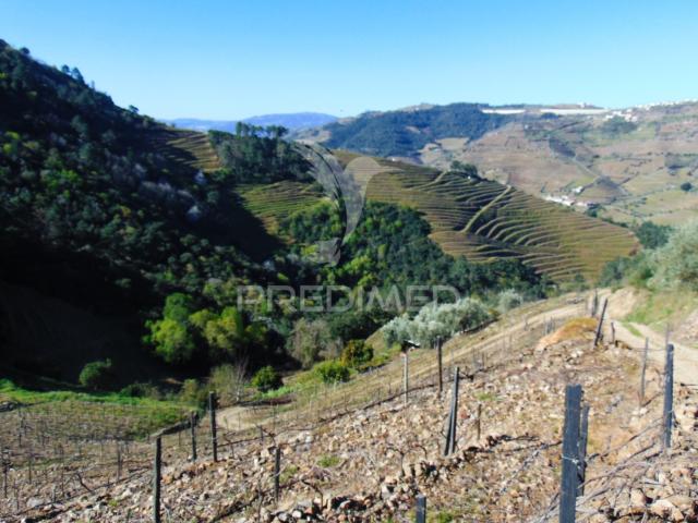 Propriedade c/ Vinha e Olival em Abaças / Vila Real