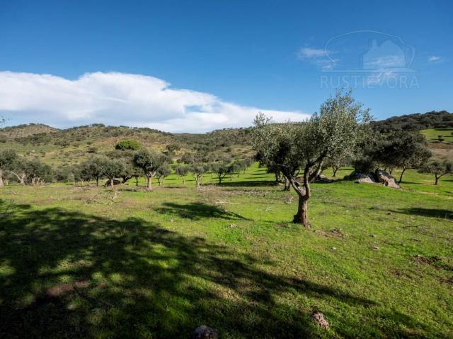 Propriedade com cerca de 12 ha e excelente vista panorâmica 0m² Selmes