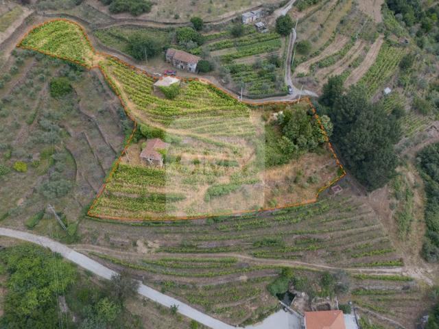 Propriedade com Vinha, Oliveiras, Três Edificações e Água Própria