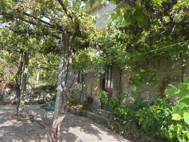 Propriedade em Covas com habitação térrea e adega na cave, vinhas e árvores de frutos + Anexo