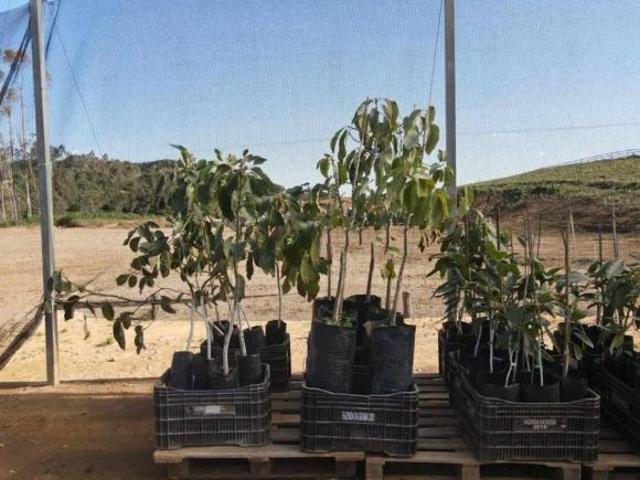 Propriedade fértil na encantadora paisagem da Serra da Mantiqueira: Oásis para o cultivo