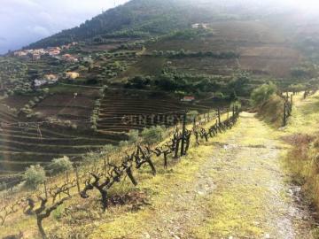 Propriedade no Vale do Douro com Vinhas Automatizadas