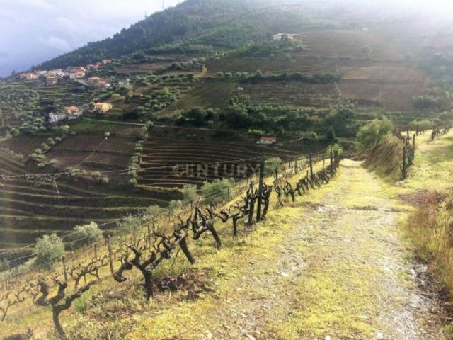 Propriedade no Vale do Douro com Vinhas Automatizadas