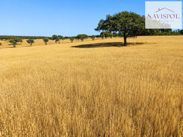 Propriedade Privada de Excelência junto ao Alqueva | 3 Herdades | Cerca de 757 ha | 4,5 km de Frente de Água