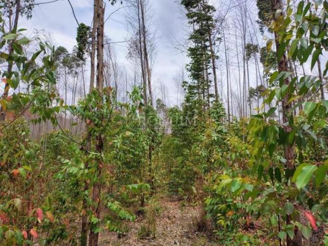 Propriedade Rural à Venda com 28 Hectares, Nascente e Plantação Eucalipto Andrelândia