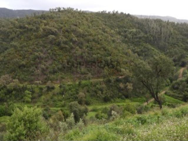 Propriedade rústica com uma ribeira e nascente, em Monchique