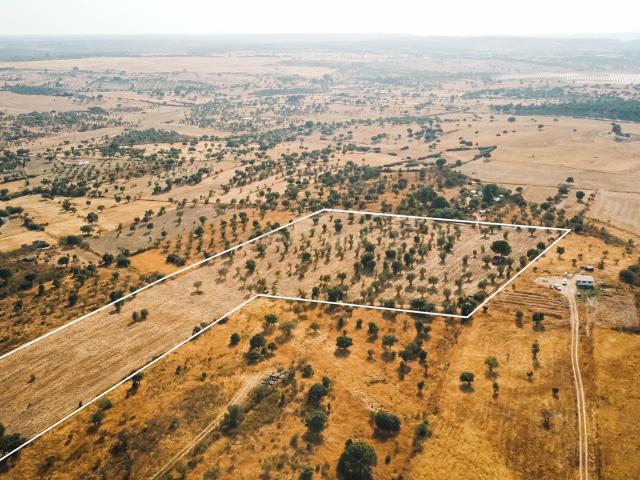 Propriedade rústica com potencial agrícola, habitacional e turístico – 3,12 hectares – Nisa