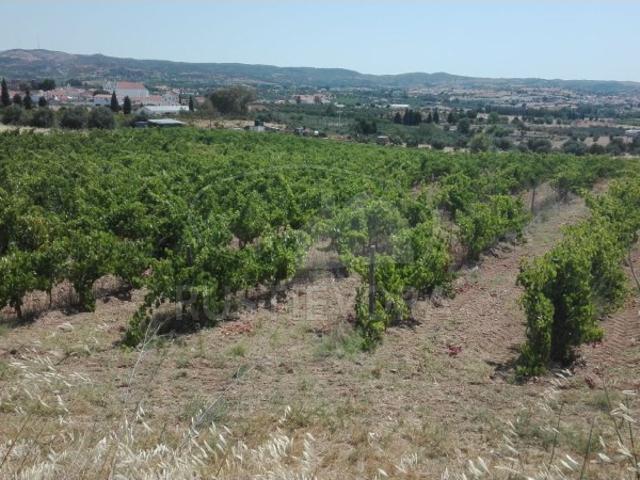 Propriedade Rústica | Exploração Integral de Vinhas | Terreno com bom acesso