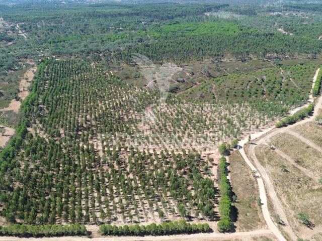 Propriedade Rústica 138hectares com Habitação para Recuperar | Santiago do Cacém