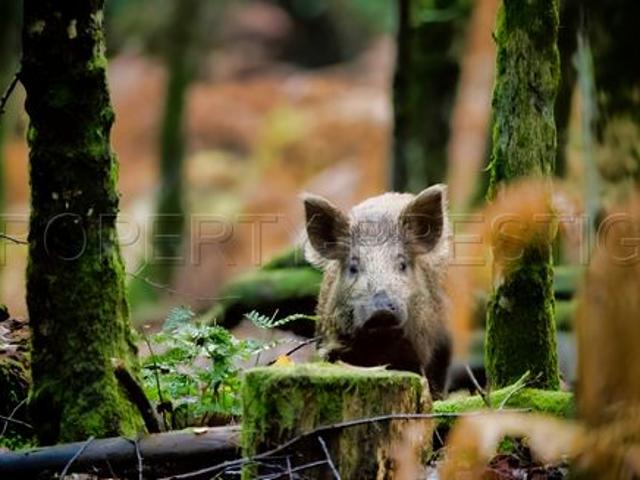 PROPRIETE CHASSE 230 HA HAUT VAR