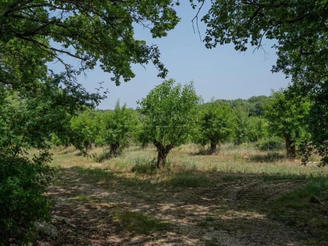 Propriété d’Exception – Domaine Agroalimentaire Oléicole & A. 215m² Bouquet