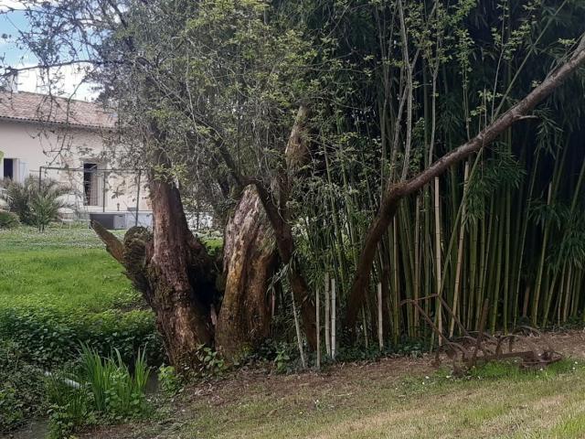 Propriété de caractère 265m² Lamothe Capdeville