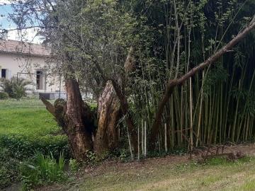 Propriété de caractère 265m² Lamothe Capdeville