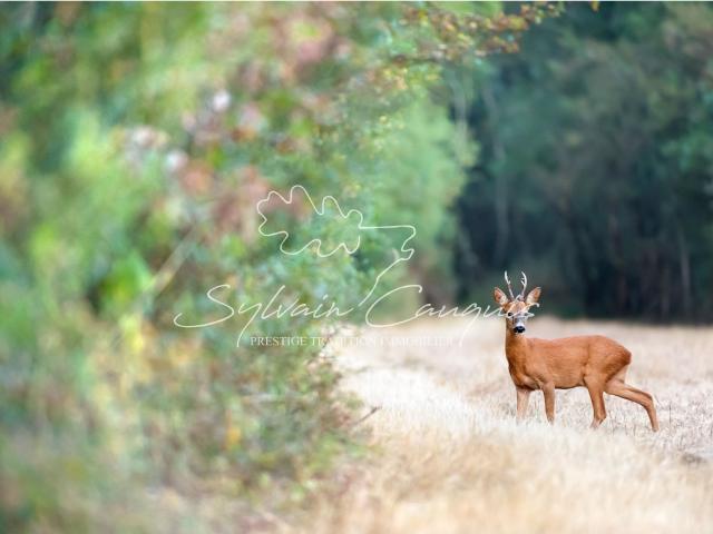 Propriété de Chasse ou d'Agrément de 37 hectares 150m² Gien
