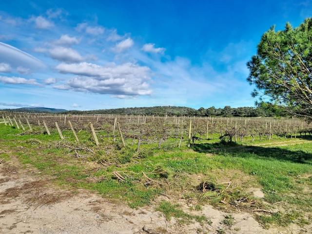 Propriété viticole 150m² Tourouzelle