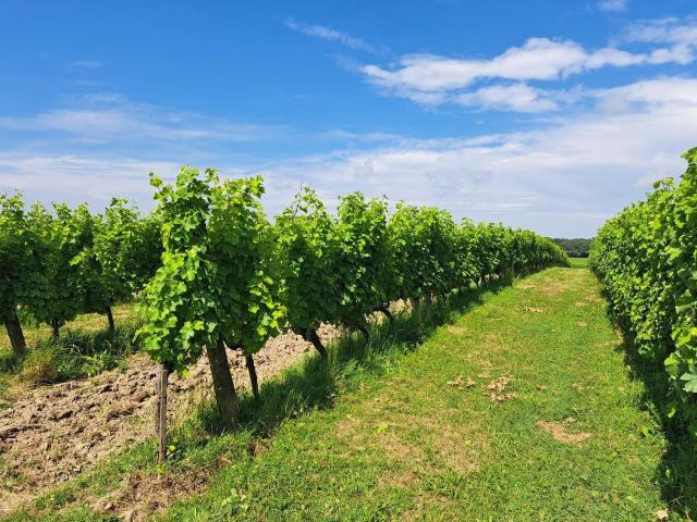 Propriété viticole bio sur 22 hectares Réf 72 288m² Sauveterre de Guyenne