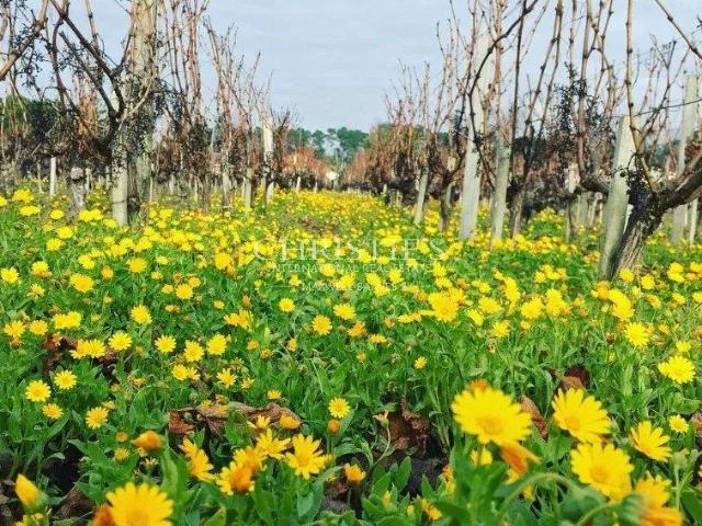 Propriété viticole en Aoc Montagne, Lalande de Pomerol et Bo. 200m² Montagne