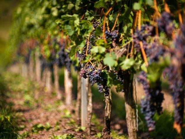 Propriété viticole POMEROL