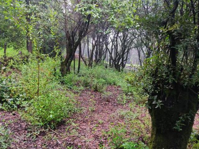 Predio en el corazón del bosque