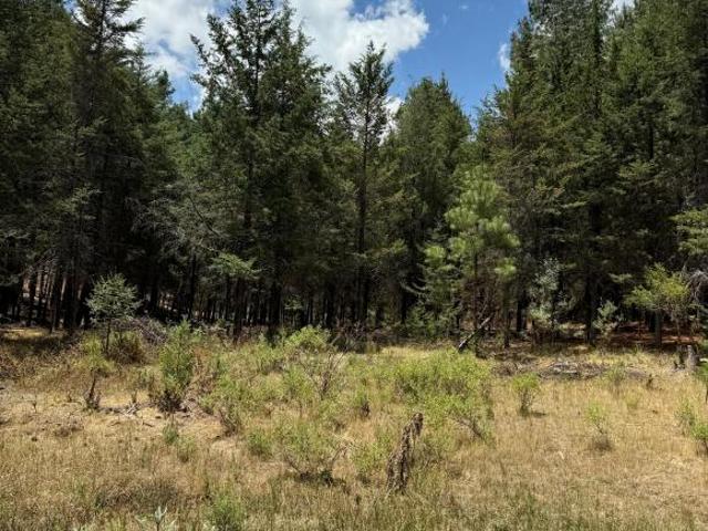 Predio Forestal de 212 ha en Venta – Estado de México | Bosque de Pino y Encino
