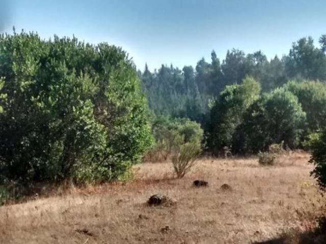 PREDIO LAS PITRAS