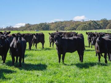 PREMIUM MIXED FARMING AND GRAZING ON THE SOUTH WEST SLOPES
