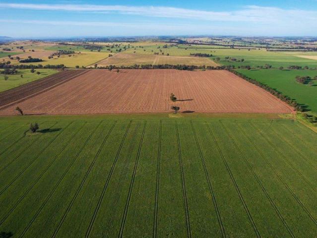 Premium Cropping and Livestock Opportunity in the South West Slopes Region