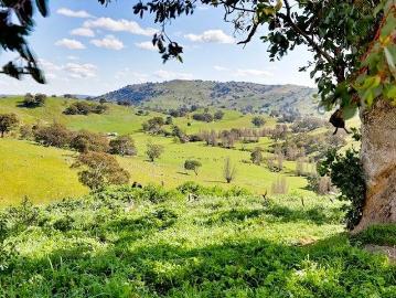 Premium, Sheans Creek 60ac Holding Minutes from Euroa