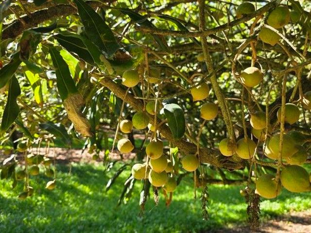 Premium Teven Macadamia Orchard on Fertile Alluvial Land