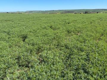 Hickety, Chapman Valley, Peak Island, Western Australia