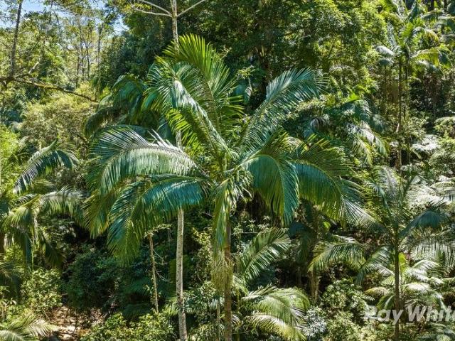 Rainforest Sanctuary adjoining a National Park