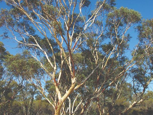 Private, Tree Covered Acreage on the Edge of Edenhope