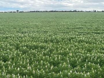Prime Agricultural Land on Quairading South Rd, Dangin 646ha 1595acres