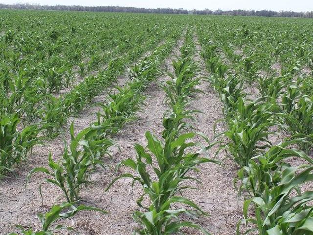 PRIME FARMING LAND