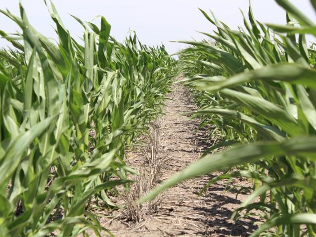 PRIME FARMING LAND