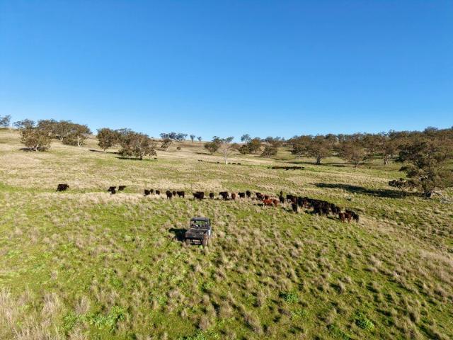 Prime Grazing Country