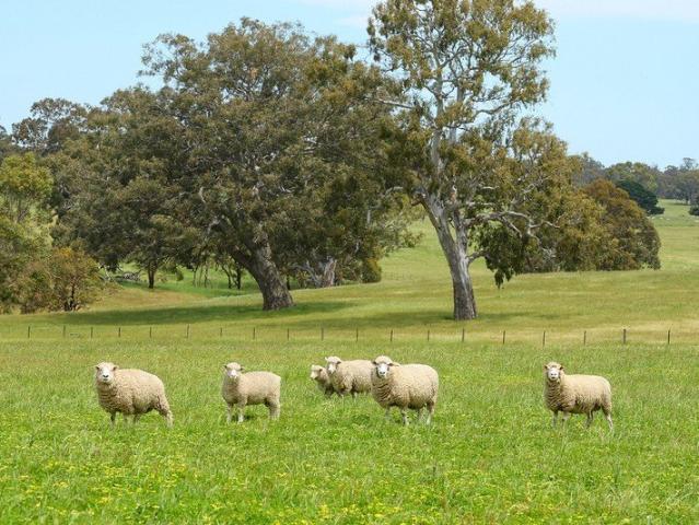 PRIME GRAZING COUNTRY