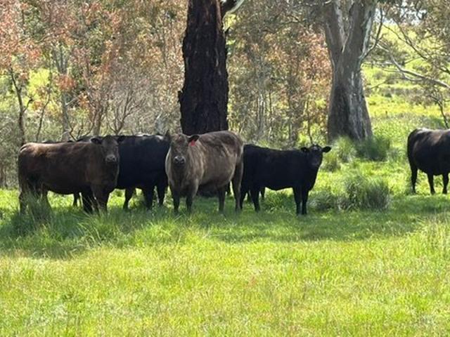 Prime Grazing Country Chetwynd
