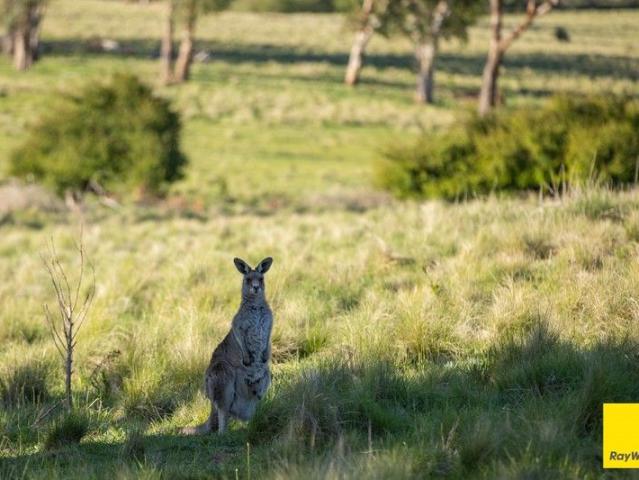 Prime Lifestyle Land Opportunity 48.7* Acres on the Edge of Armidale