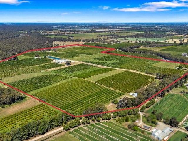 Prime Murray River Citrus Orchard High Production 61ha Holding
