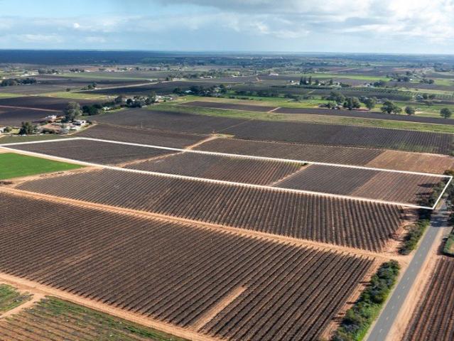 Prime Riverland Horticultural Land Holding