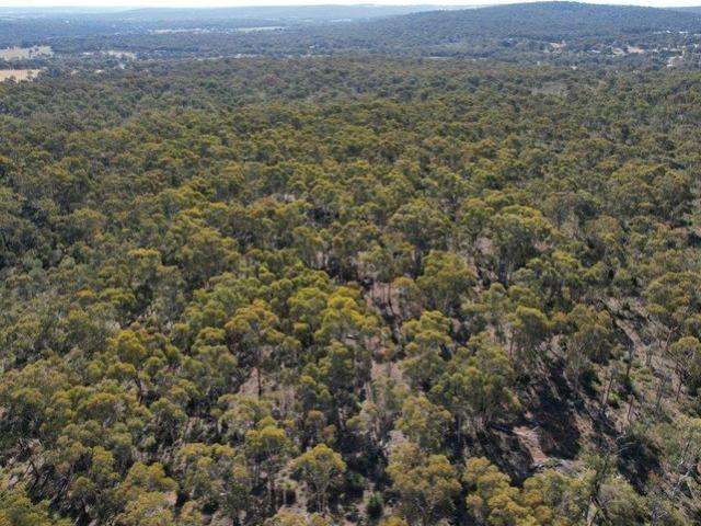 Pristine Bushland 715 acres