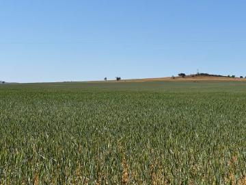 Willowie, Mount Remarkable, South Australia, South Australia