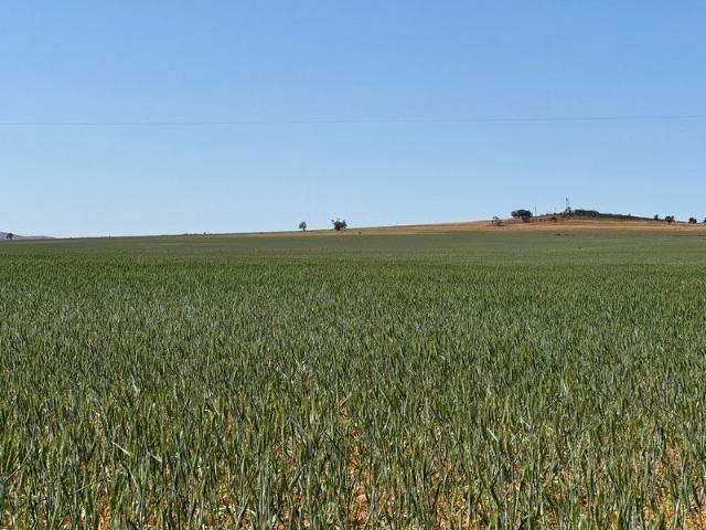 Expansive Productive Farming Estate
