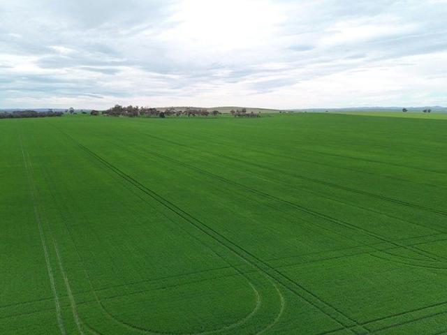 Quality Mid North Cropping Land
