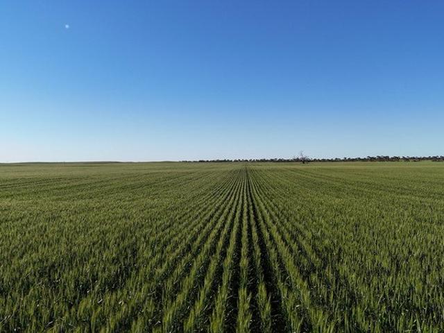 Quality Mid North Cropping Opportunity