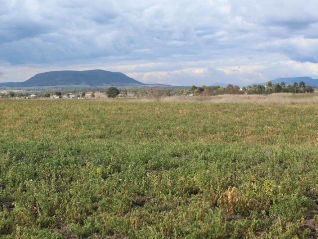 QUALITY CROPPING & LIFESTYLE BLOCK CLOSE TO WARWICK