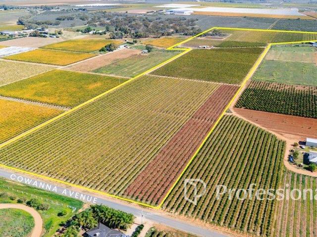 Quality Dried Fruit Holding 18.01Ha 44.5Acres Approx
